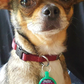 Hello Pet ID Tag Eco-Friendly Plastic Tag for Dogs and Cats Axcestories