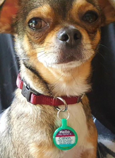 Hello Pet ID Tag Eco-Friendly Plastic Tag for Dogs and Cats Axcestories